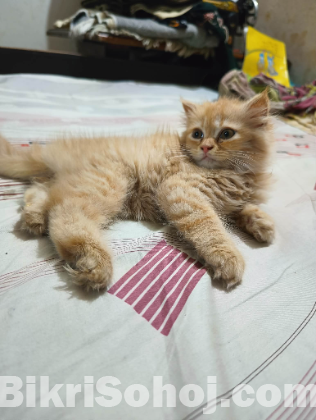 পার্শিন বিড়াল